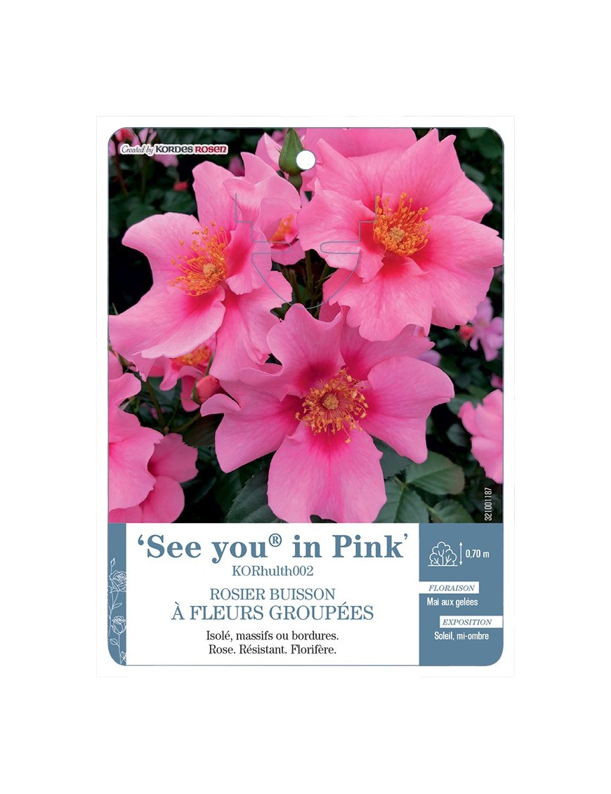 Rosier à fleurs groupées See you® in Pink KORhulth002