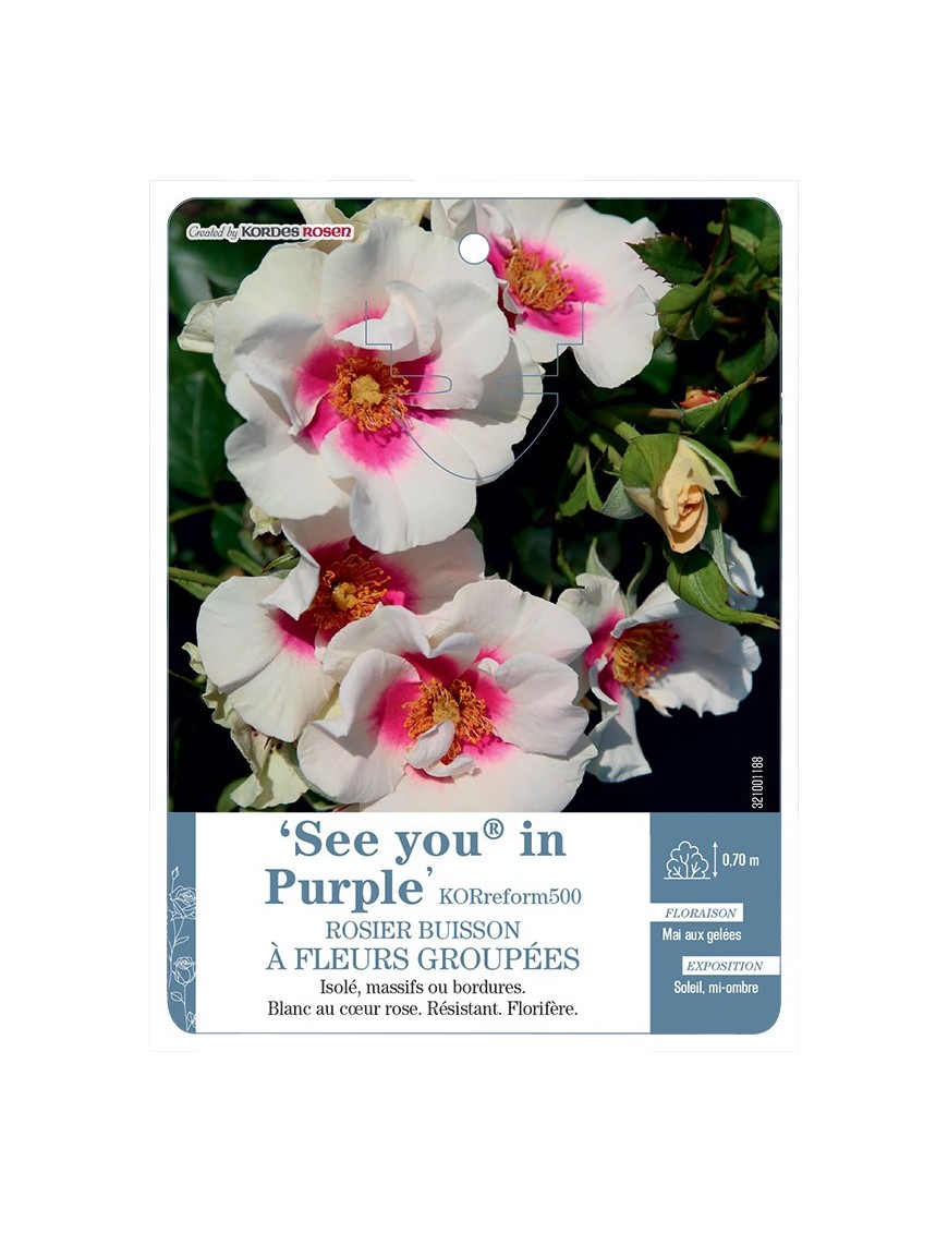 Rosier à fleurs groupées See you® in Purple KORreform500