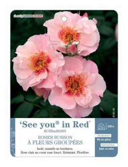 Rosier à fleurs groupées See you® in Red KORhulth003