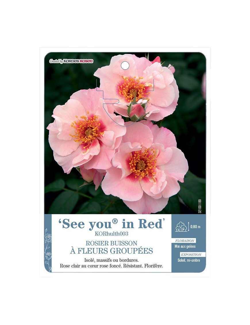 Rosier à fleurs groupées See you® in Red KORhulth003