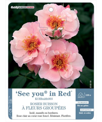 Rosier à fleurs groupées See you® in Red KORhulth003