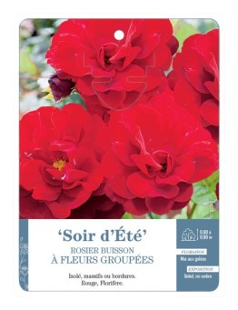 Rosier à fleurs groupées Soir d'été