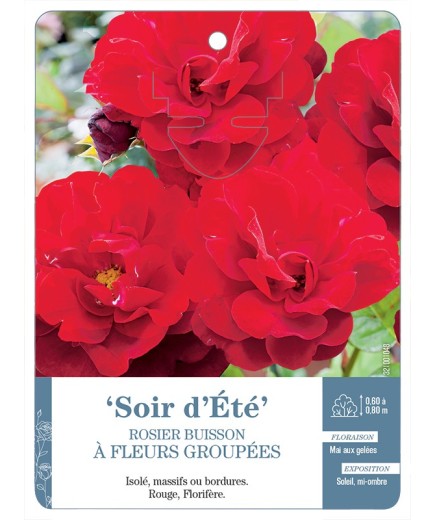 Rosier à fleurs groupées Soir d'été