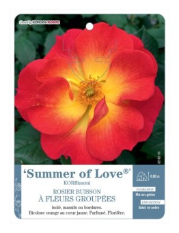 Rosier à fleurs groupées Summer of Love® KORfliaumi