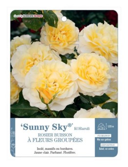 Rosier à fleurs groupées Sunny Sky® KORaruli