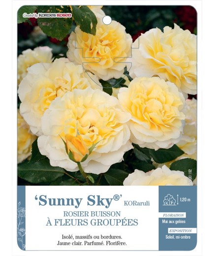 Rosier à fleurs groupées Sunny Sky® KORaruli