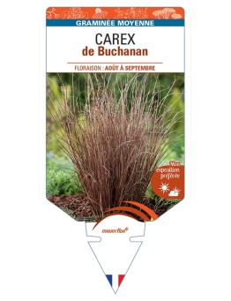 CAREX de Buchanan