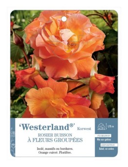 Rosier à fleurs groupées Westerland® Korwest