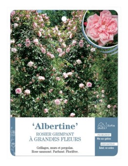 Rosier grimpant Albertine