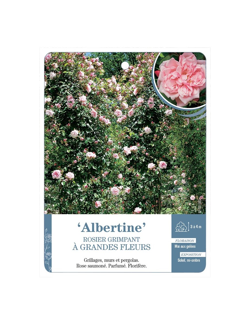 Rosier grimpant Albertine
