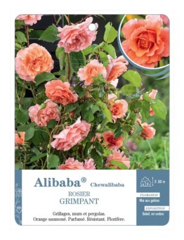 Rosier grimpant Alibaba® Chewalibaba