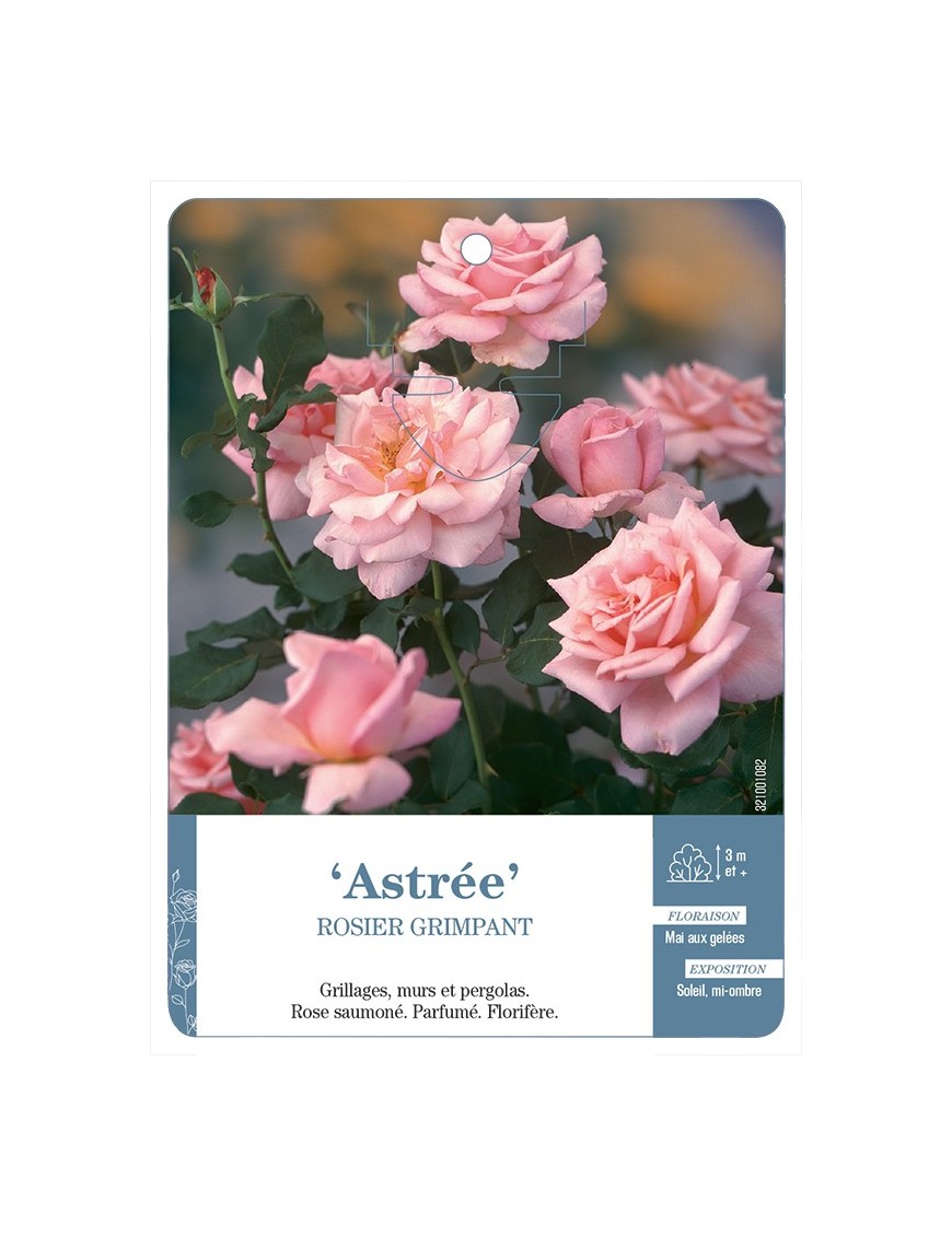 Rosier grimpant Astrée