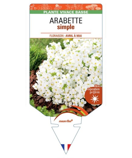 ARABETTE SIMPLE (caucasica blanc) *