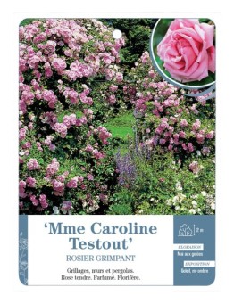 Rosier grimpant Mme Caroline Testout