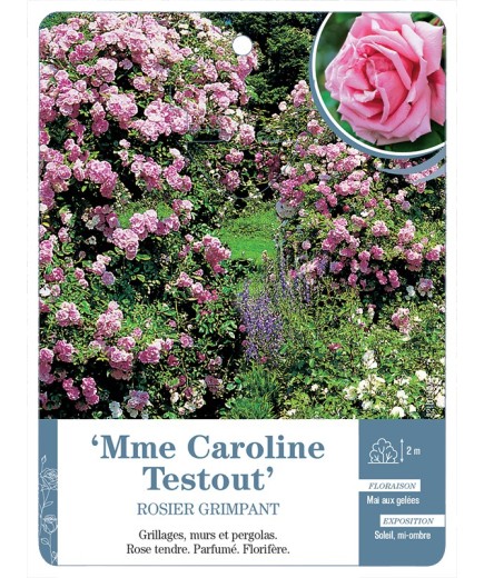 Rosier grimpant Mme Caroline Testout