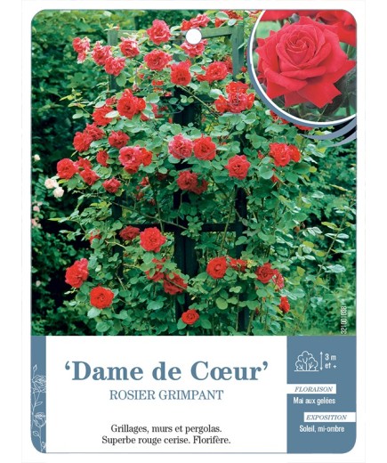 Rosier grimpant Dame de Cœur