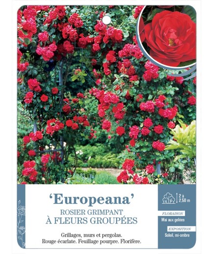 Rosier grimpant Europeana