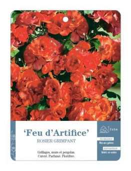 Rosier grimpant Feu d'Artifice