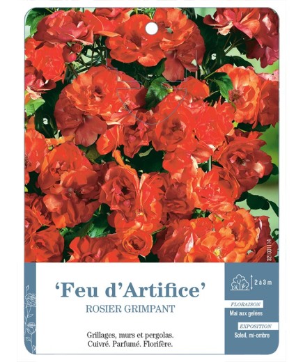 Rosier grimpant Feu d'Artifice