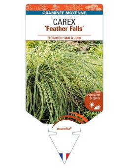 CAREX Feather Falls