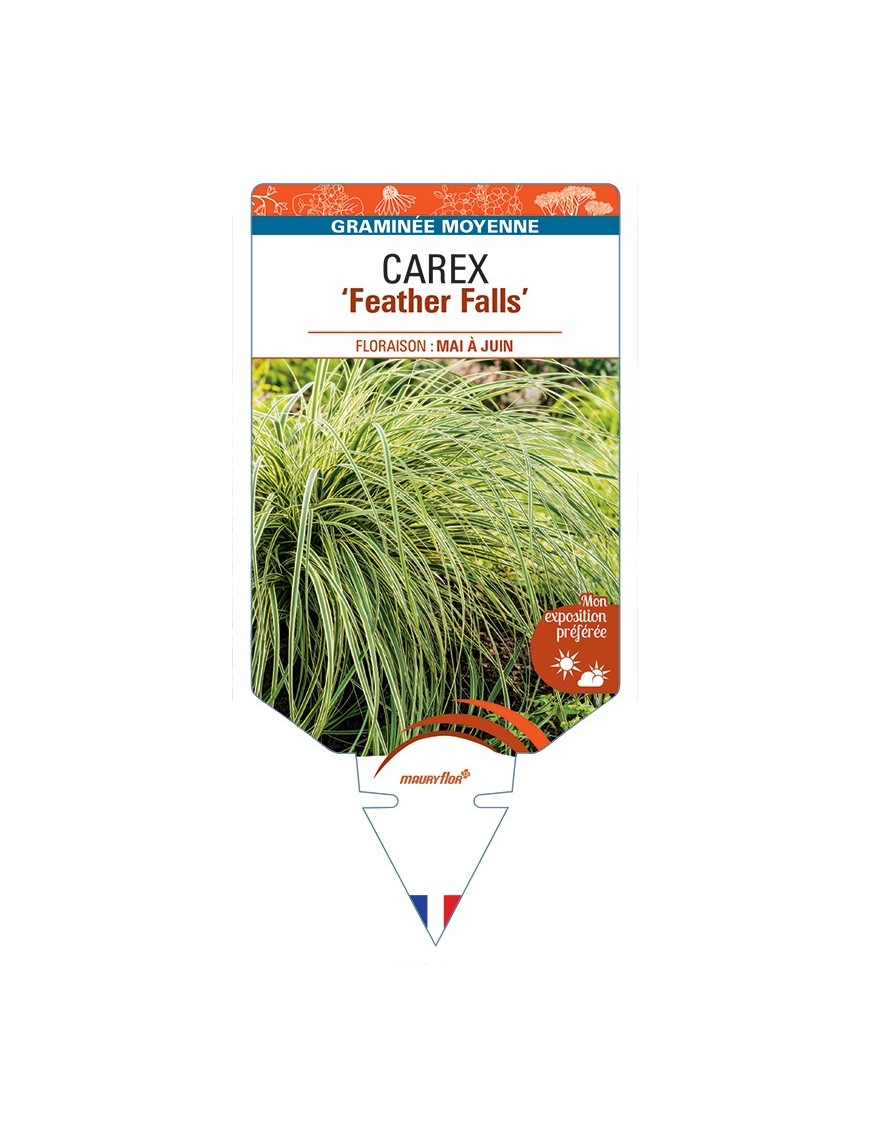 CAREX Feather Falls