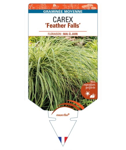CAREX Feather Falls