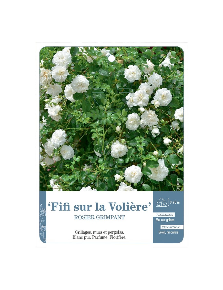 Rosier grimpant Fifi sur la Volière