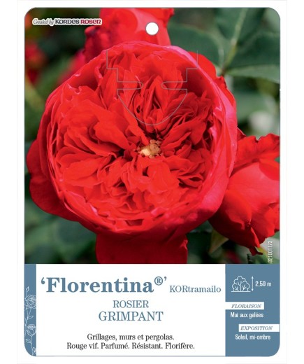 Rosier grimpant Florentina® KORtramailo