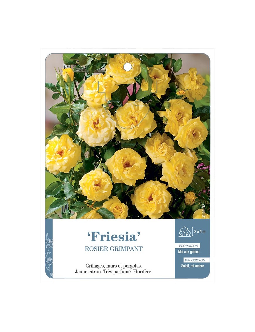 Rosier grimpant Friesia