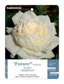 Rosier grimpant Future® KORjoslio