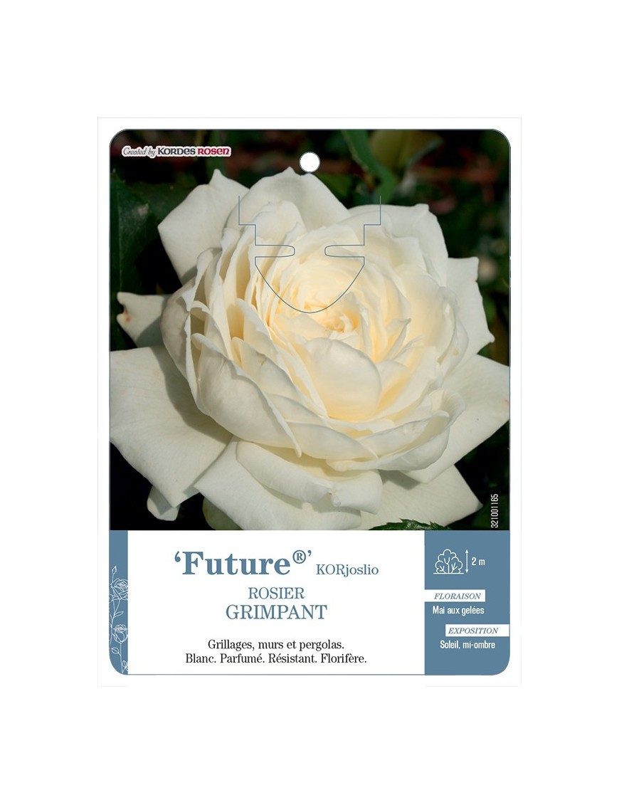 Rosier grimpant Future® KORjoslio