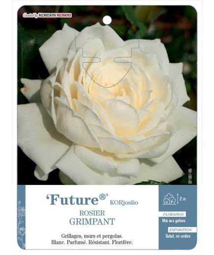 Rosier grimpant Future® KORjoslio