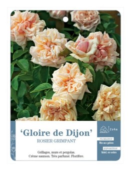 Rosier grimpant Gloire de Dijon