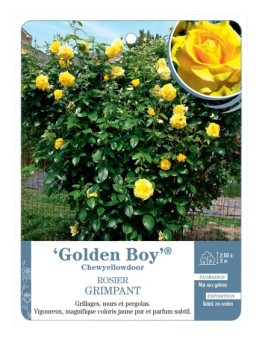 Rosier grimpant Golden Boy® Chewyellowdoor