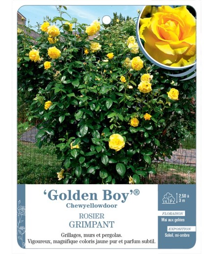 Rosier grimpant Golden Boy® Chewyellowdoor