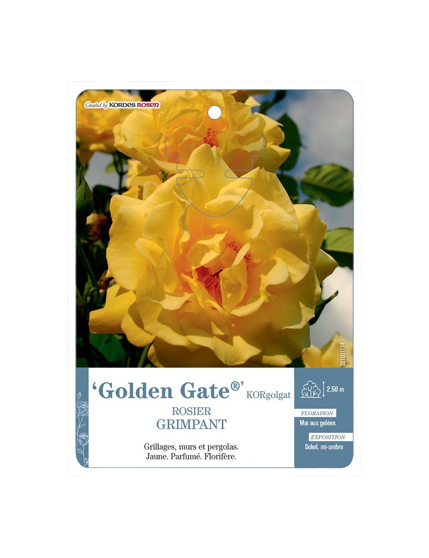 Rosier grimpant GoldenGate® KORgolgat