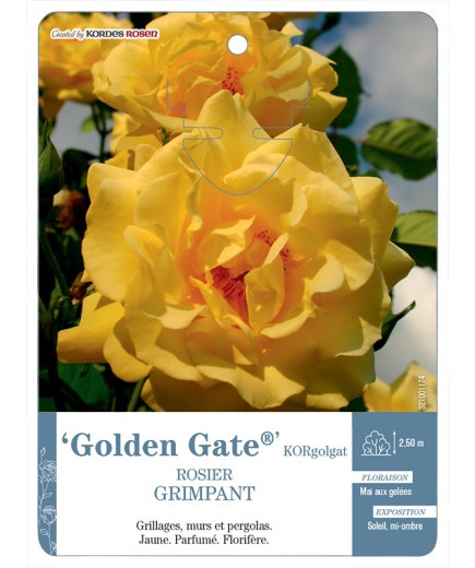 Rosier grimpant GoldenGate® KORgolgat