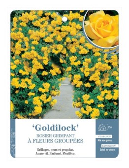 Rosier grimpant Goldilock