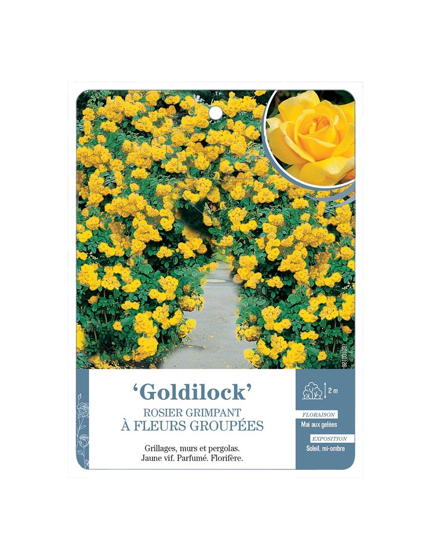 Rosier grimpant Goldilock