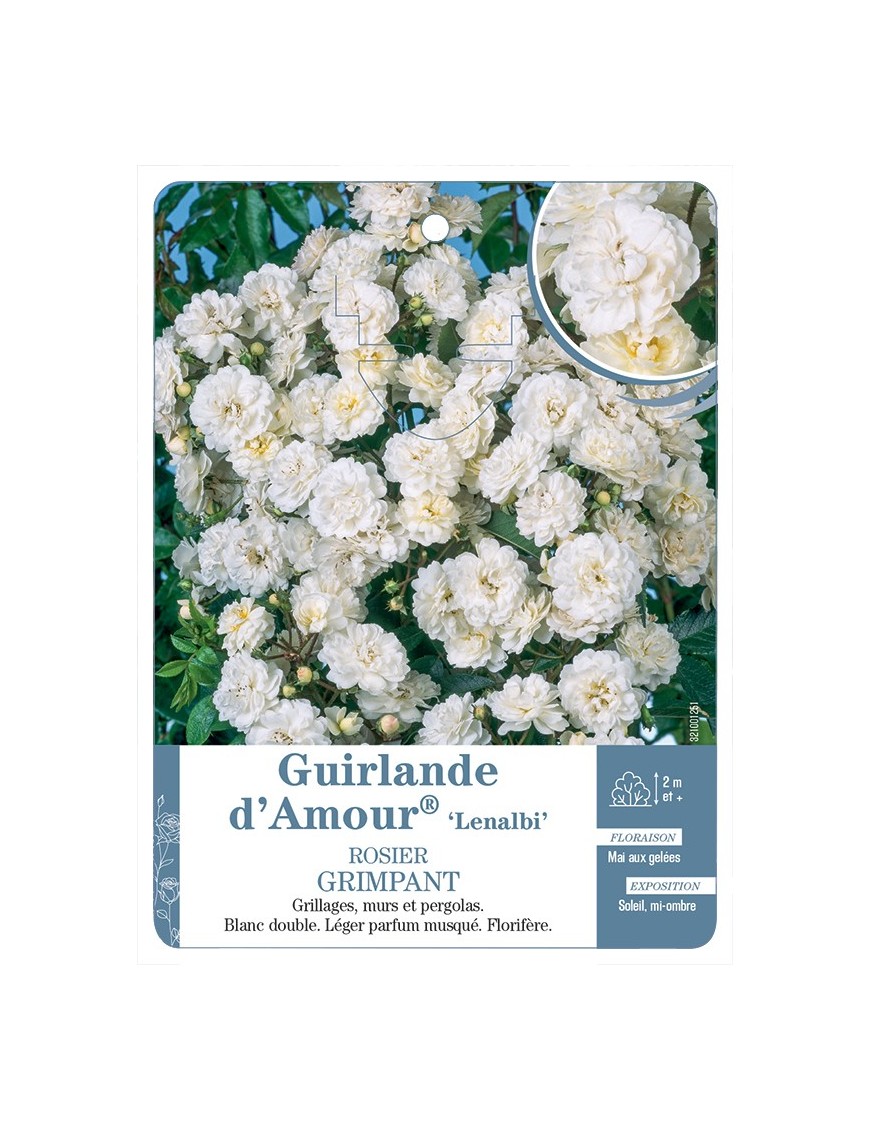 Rosier grimpant Guirlande d'Amour® Lenalbi