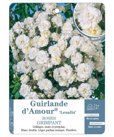 Rosier grimpant Guirlande d'Amour® Lenalbi