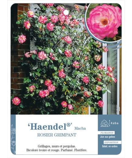 Rosier grimpant Haendel® Macha