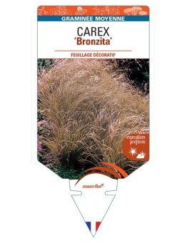 CAREX flagellifera Bronzita