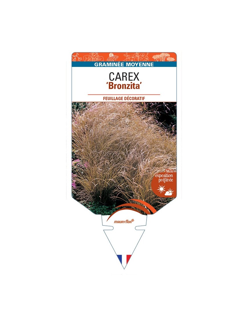 CAREX flagellifera Bronzita