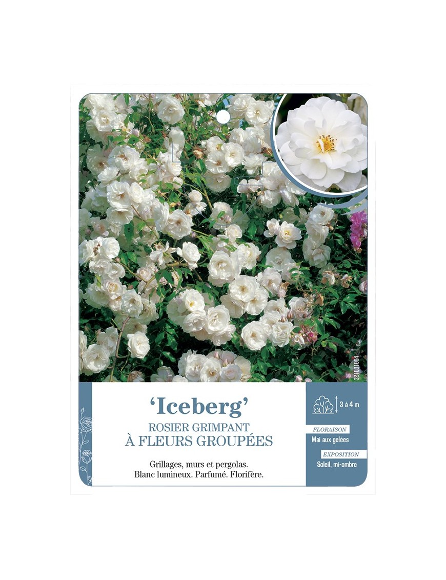 Rosier grimpant Iceberg