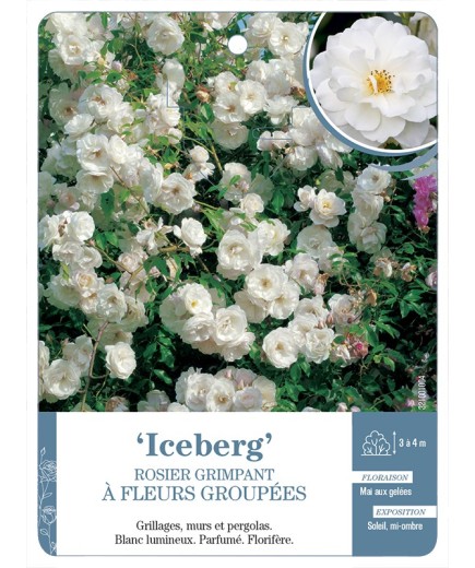 Rosier grimpant Iceberg