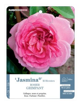 Rosier grimpant Jasmina® KORcentex