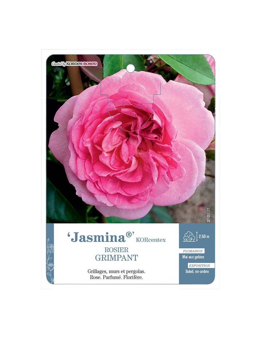 Rosier grimpant Jasmina® KORcentex