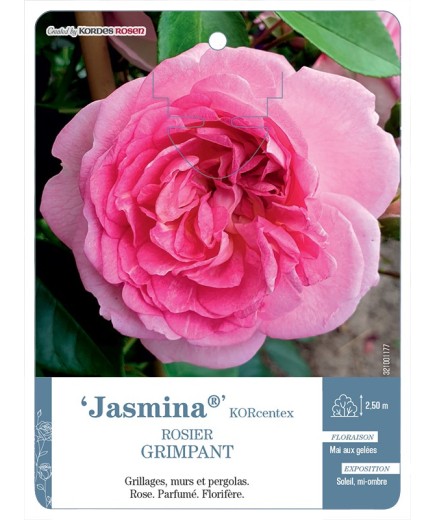 Rosier grimpant Jasmina® KORcentex