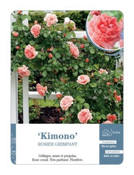 Rosier grimpant Kimono